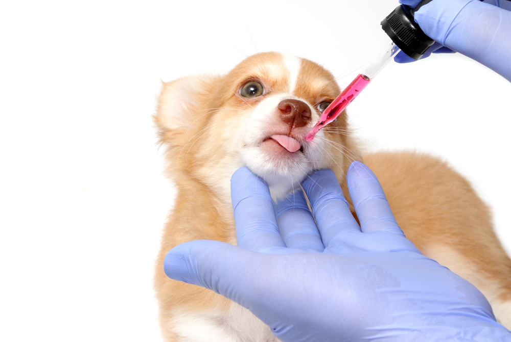 Manipulação Veterinária